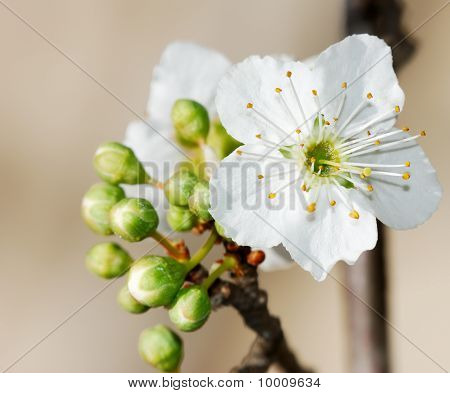 Prunus çiçekler