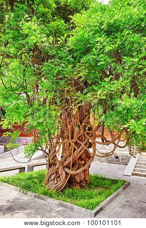 Old Tree Near Temple Of Confucius At Beijing - The Second Largest Confucian Temple In China.
