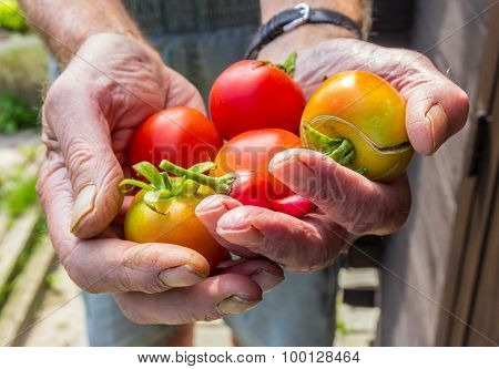 A handful of home grown tomatoes