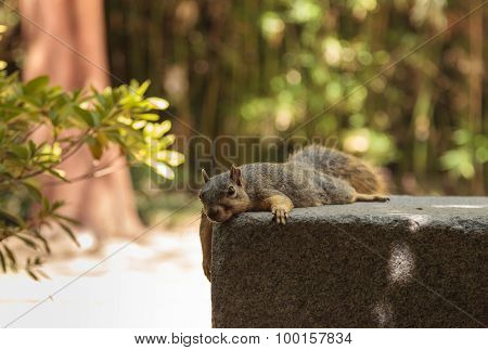 A tired squirrel takes a rest on a park bench on a hot day when the heat is exhausting in Southern C