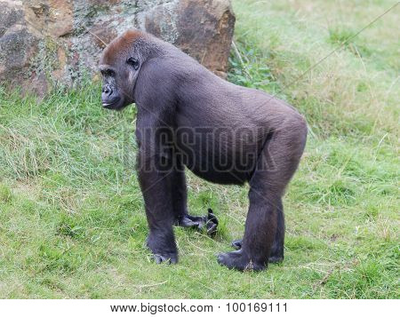 Adult Gorilla Resting