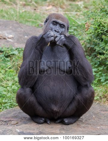 Adult Gorilla Eating
