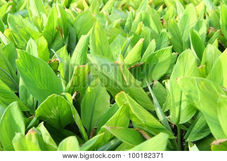 fresh galingale field