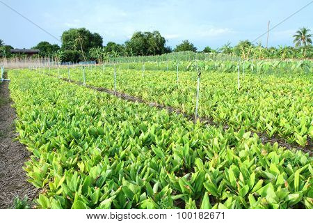 fresh galingale field