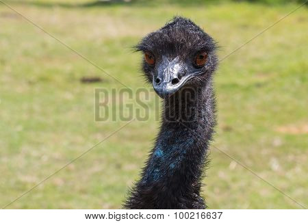 Head and Neck of Emu Looking Forward