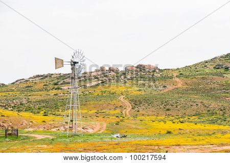 Windmill Between Flowers At Boemansuitkyk