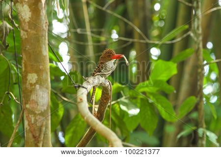 Female Banded Kingfisher (lacedo Pulchella) On The Branch In Nature