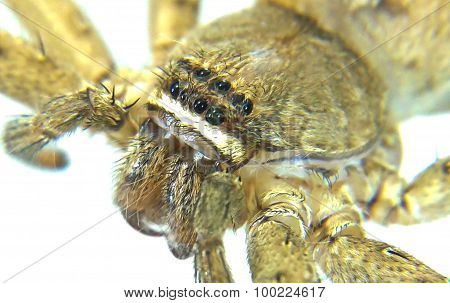 Heteropoda Venatoria Is Brown Spider On White Background Close-up