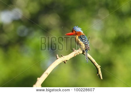 Male Banded Kingfisher (lacedo Pulchella