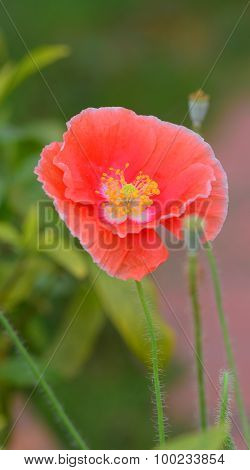 Beautiful Single Sed Poppy Flower