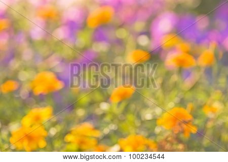 Blurred abstract background flower field