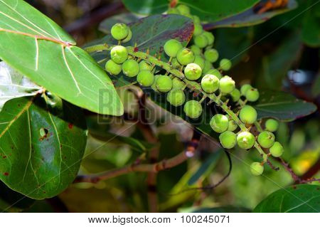 peperomia obtusifolia fruit growing on the plant
