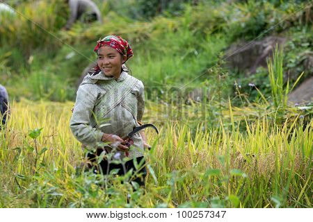 Unidentified H'mong ethnic minority women work in terraced rice field in Laocai