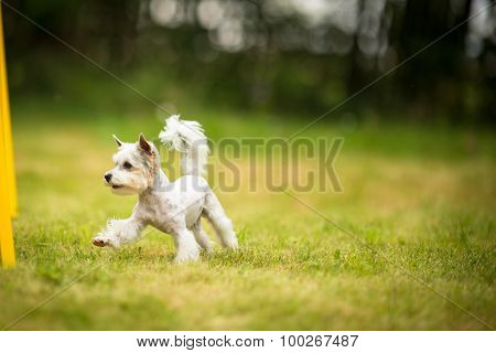 Cute little dog doing agility drill - running slalom, being obediend and making his master proud and happy