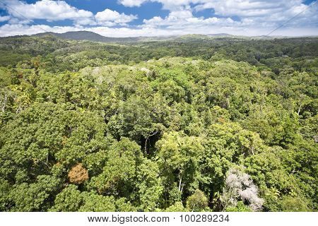 Canopy of rainforest