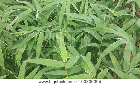 Background bamboo leaf pattern