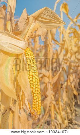 Maize Corn Ear On Stalk