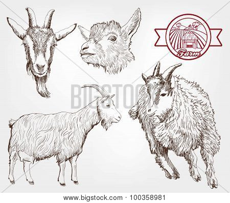 goat breeding