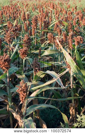sweet sorghum (Sorghum dochna provar)