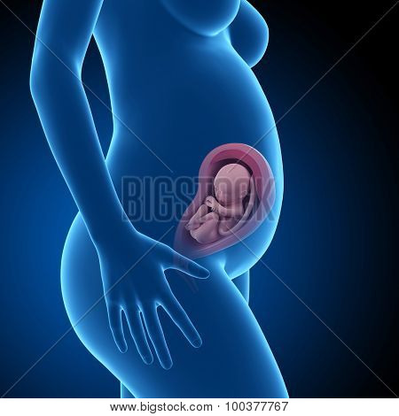 pregnant woman with visible fetus - week 29