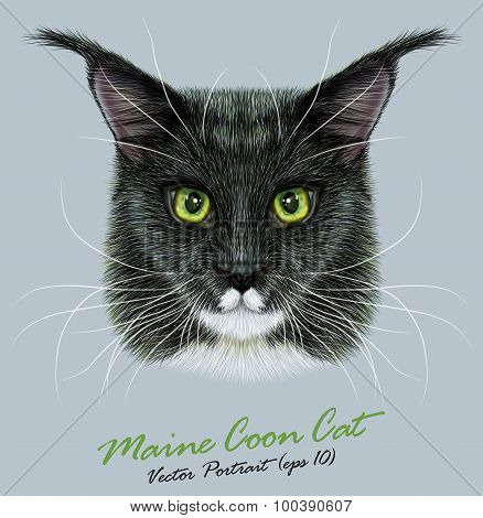 Vector Portrait of Maine Coon Cat