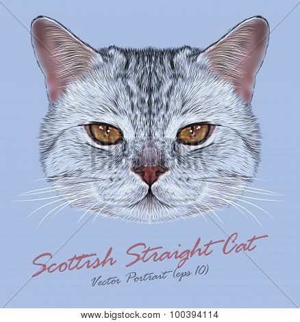 Vector Portrait of Scottish Straight Cat.