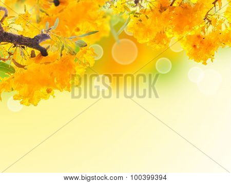 Close Up Yellow Flower Frame