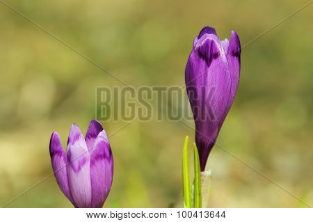 Wild Purple Spring Crocusses