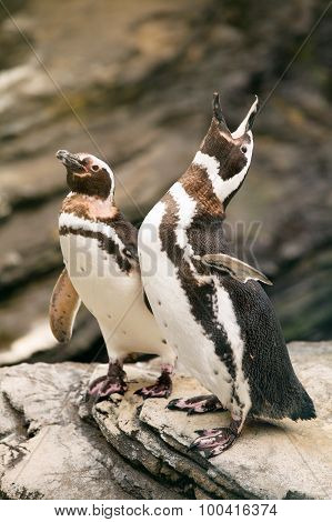 Two penguins roaring on the rocks.