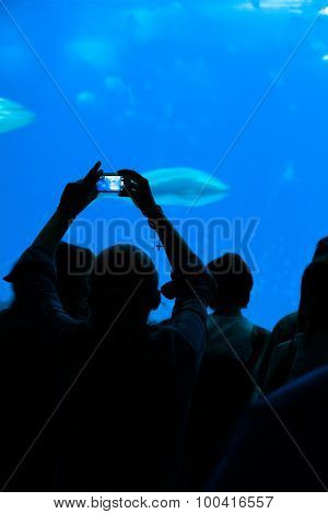 Woman Taking A Photograph To The Fishes In Aquarium.