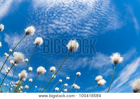 Cotton Grass