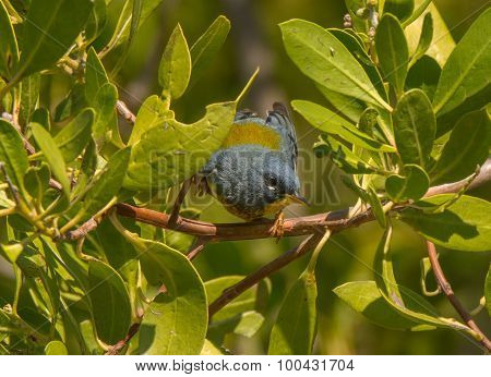 Northern Parula