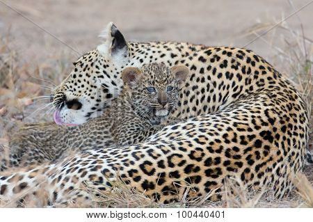 Leopard Mother Cares For Her Cub In Gathering Darkness