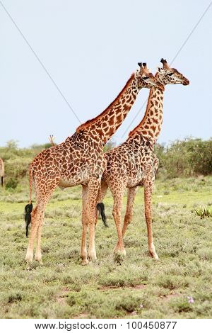 Pair Giraffes In The African Savannah On Background Bushes.
