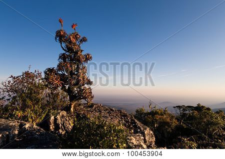 Aloe On High Mountain Rocks Landscape At Sunset With Clear Skies