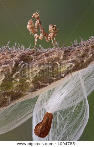 Kleine Mantis op Kroontjeskruid