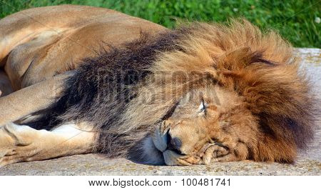 Male lion: