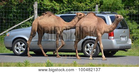 Camels ride around cars