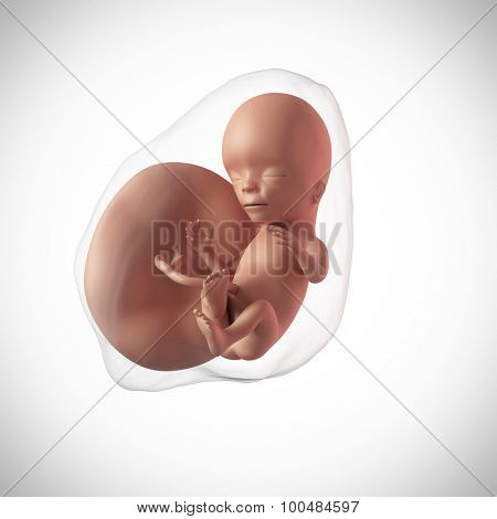 weekly development of a human fetus - week 15