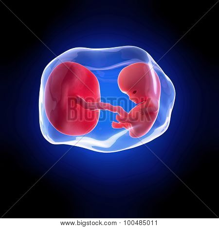 weekly development of a human fetus - week 9