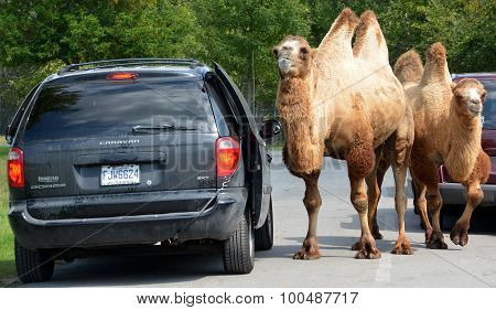 Camels ride around cars