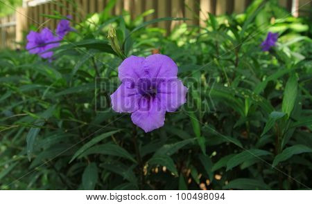 Ruellia Tuberosa