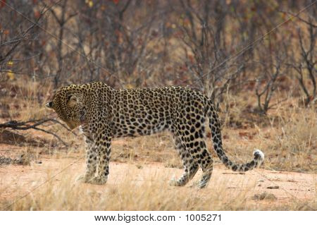 Leopard