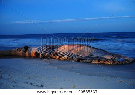 Beached Finback Whale