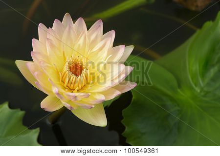 Thai Water Lilly.