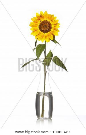 Sonnenblume