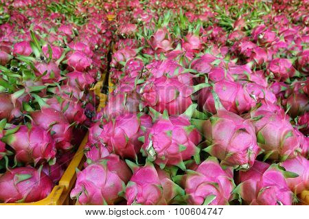 Dragon Fruit, Agricultural Product, Vietnam