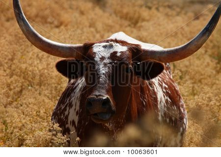 Longhorn