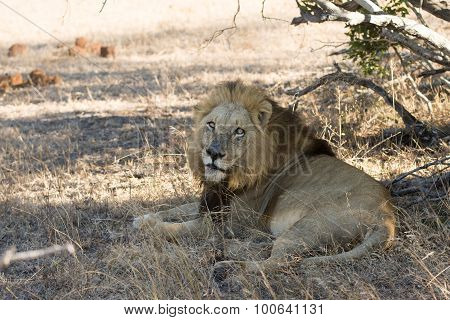 Male Lion
