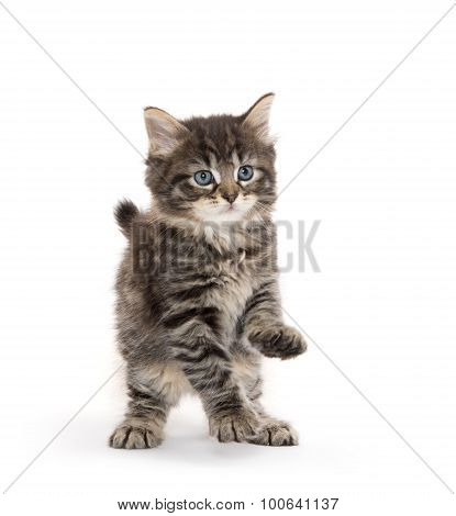 Cute Baby Tabby Kitten On White